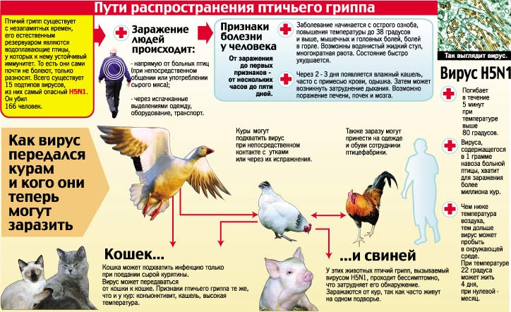 pamyatka zhivotnie v poselenii 5